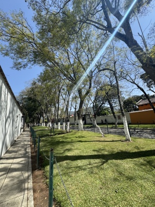 Tree lined 1A Calle Oriente